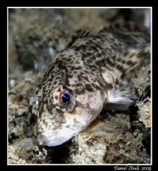 European Bullhead, cottus gobio by Daniel Strub 